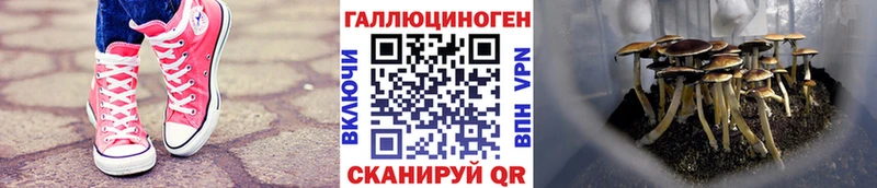 где можно купить   Николаевск  omg как войти  Галлюциногенные грибы Magic Shrooms 